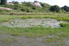 Limnophyton obtusifolium